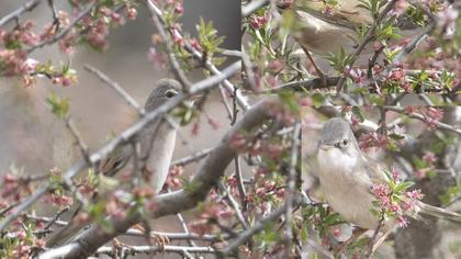 Common Whitethroat