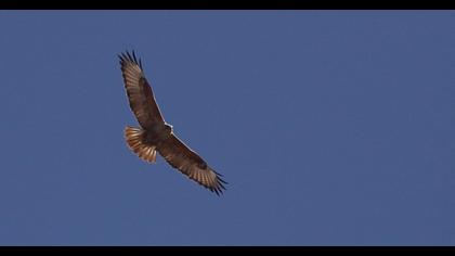 Long-legged Buzzard
