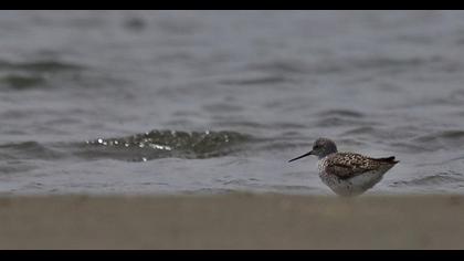 Marsh Sandpiper