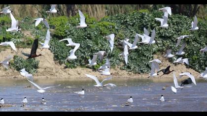 Mediterranean Gull