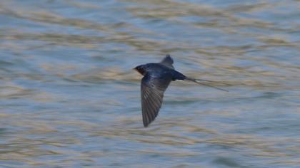 Barn Swallow