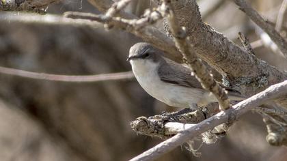 Lesser Whitethroat