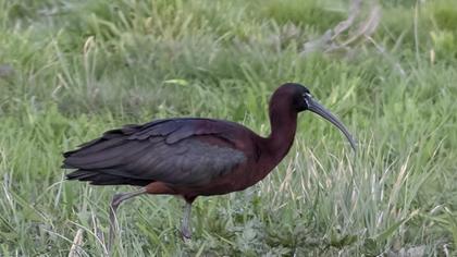 Glossy Ibis
