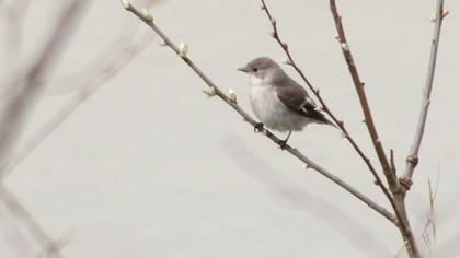 European Pied Flycatcher