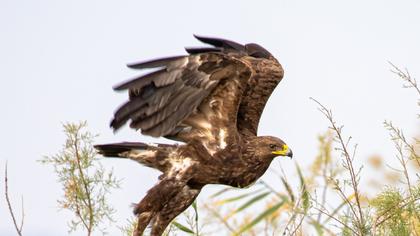 Lesser Spotted Eagle