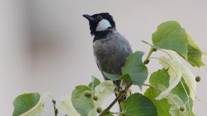 White-eared Bulbul