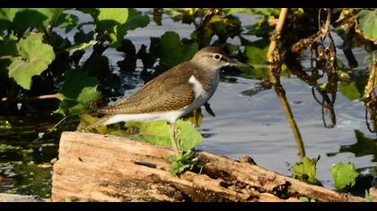 Common Sandpiper