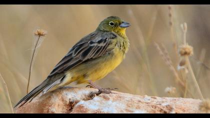 Cinereous Bunting