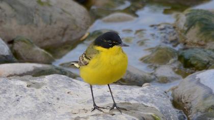 Sarı kuyruksallayan