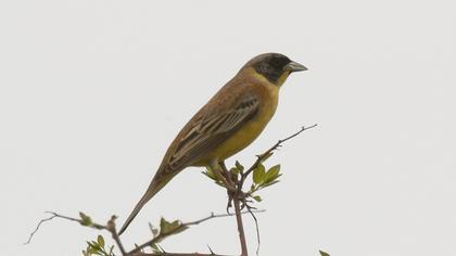 Black-headed Bunting