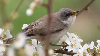Küçük akgerdanlı ötleğen