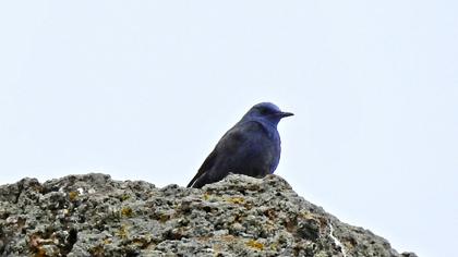 Blue Rock Thrush
