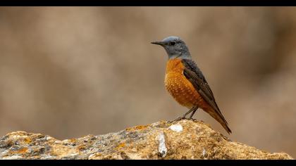 Common Rock Thrush