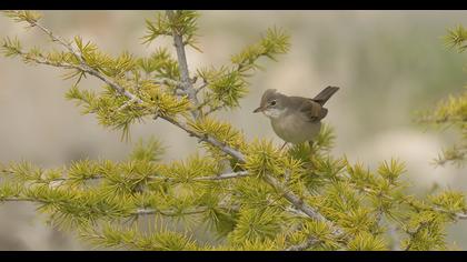Common Whitethroat