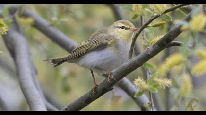Wood Warbler