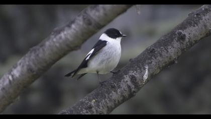 Collared Flycatcher