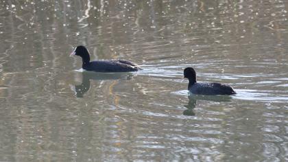 Eurasian Coot