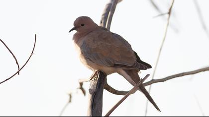 Laughing Dove
