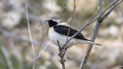 Black-eared Wheatear