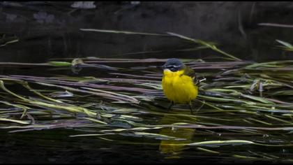 Western Yellow Wagtail