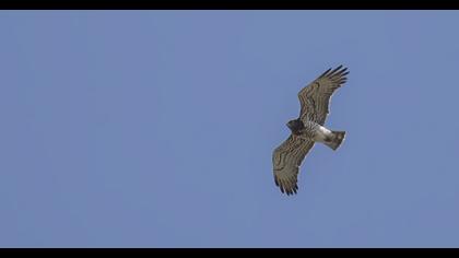 Short-toed Snake Eagle