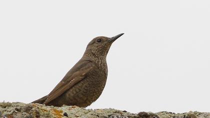 Blue Rock Thrush