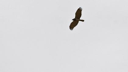 Short-toed Snake Eagle