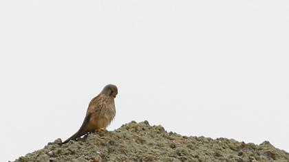 Common Kestrel
