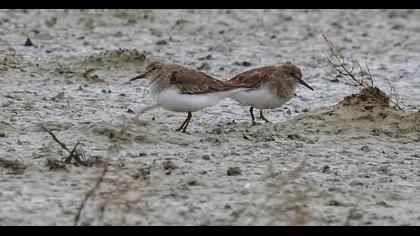 Temminck`s Stint