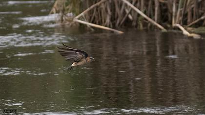 Red-rumped Swallow
