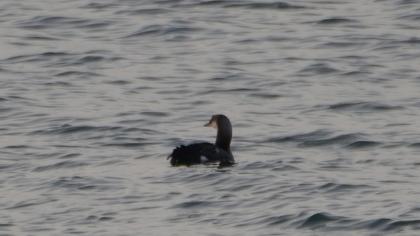 Black-throated Loon