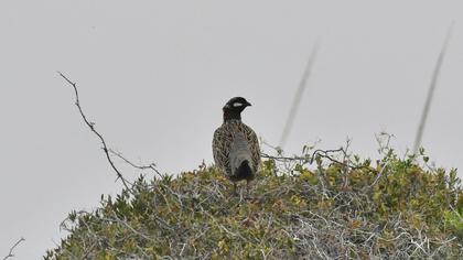 Black Francolin