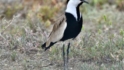 Spur-winged Lapwing