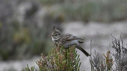 Crested Lark