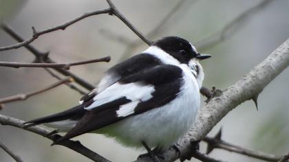Collared Flycatcher