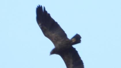Lesser Spotted Eagle