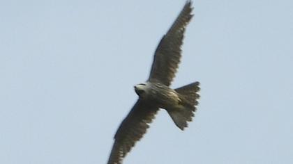 Eurasian Hobby