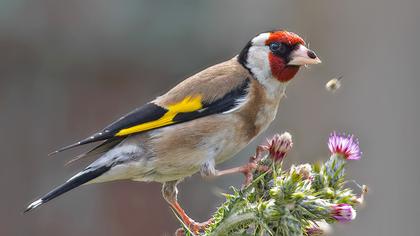 European Goldfinch