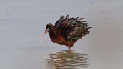 Glossy Ibis