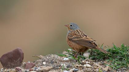 Cretzschmar`s Bunting