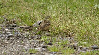 Ortolan Bunting