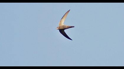 Pallid Swift