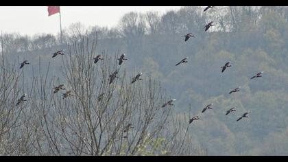 Glossy Ibis