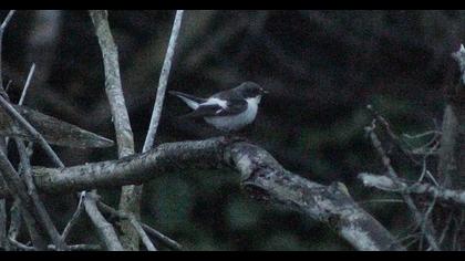 European Pied Flycatcher