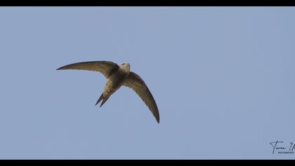 Pallid Swift