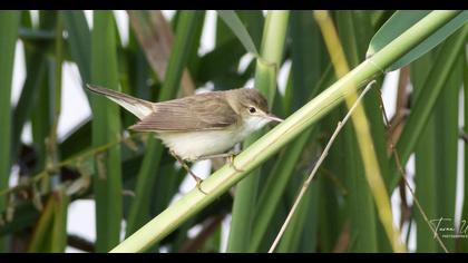Eurasian Reed Warbler