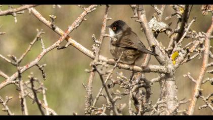 Sardinian Warbler