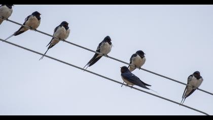 Barn Swallow