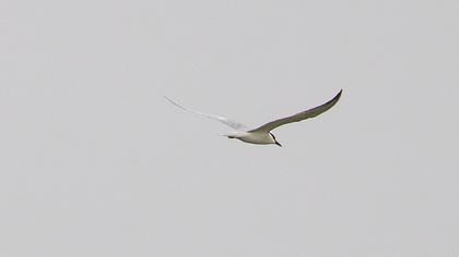 Gull-billed Tern