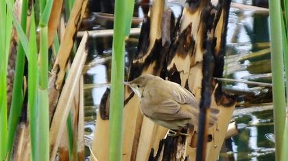 Eurasian Reed Warbler